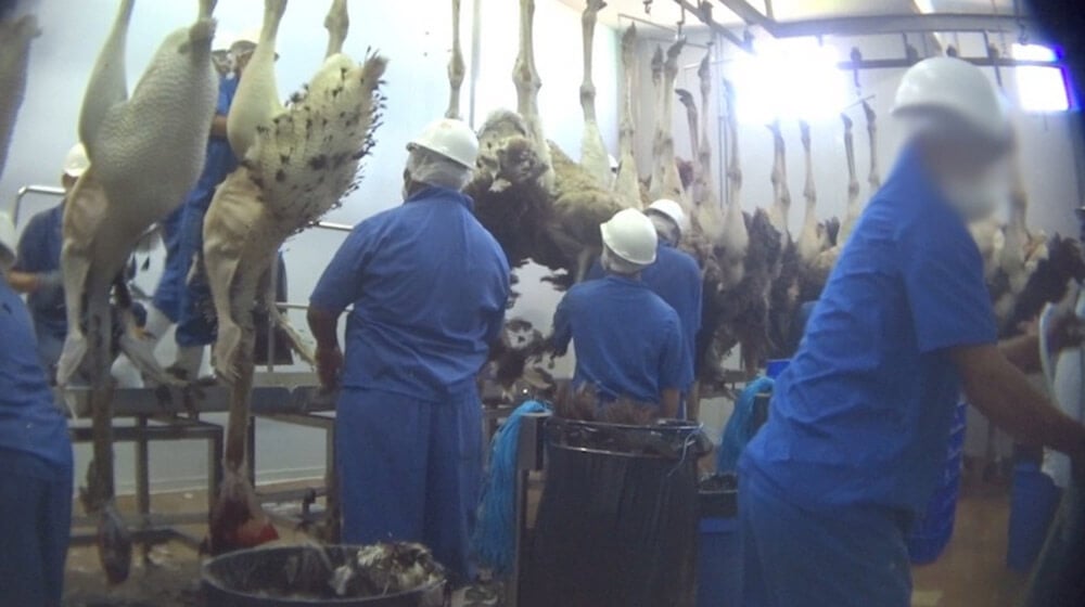 Exposed: Juvenile Ostriches Butchered for Herms \u0026#39;Luxury\u0026#39; Bags  