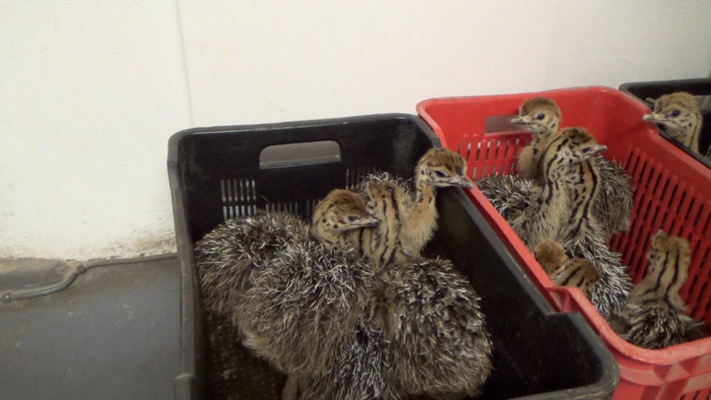 Exposed: Juvenile Ostriches Butchered for Herms \u0026#39;Luxury\u0026#39; Bags  