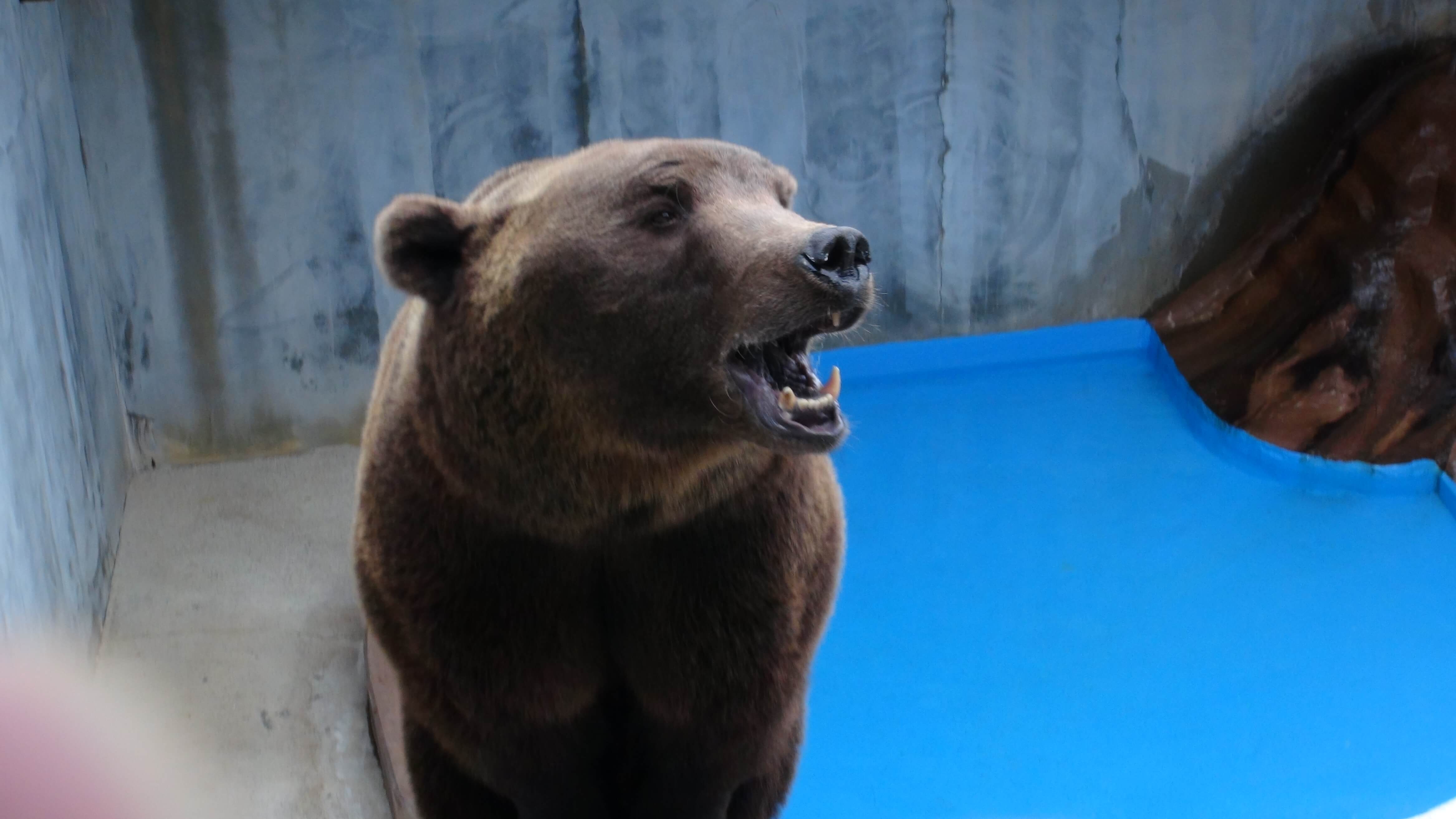 PETA Removes 17 Bears From Miserable Concrete Pits | PETA