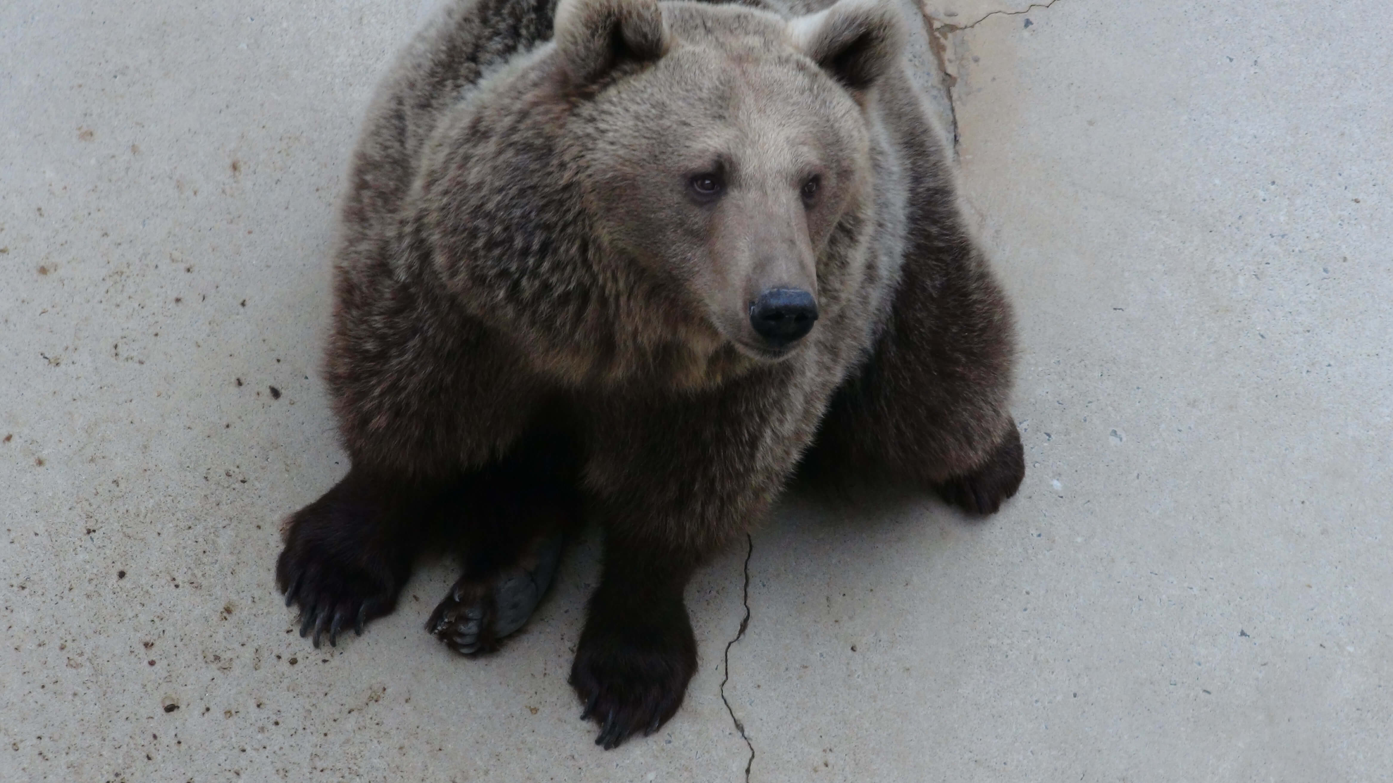 PETA Removes 17 Bears From Miserable Concrete Pits | PETA