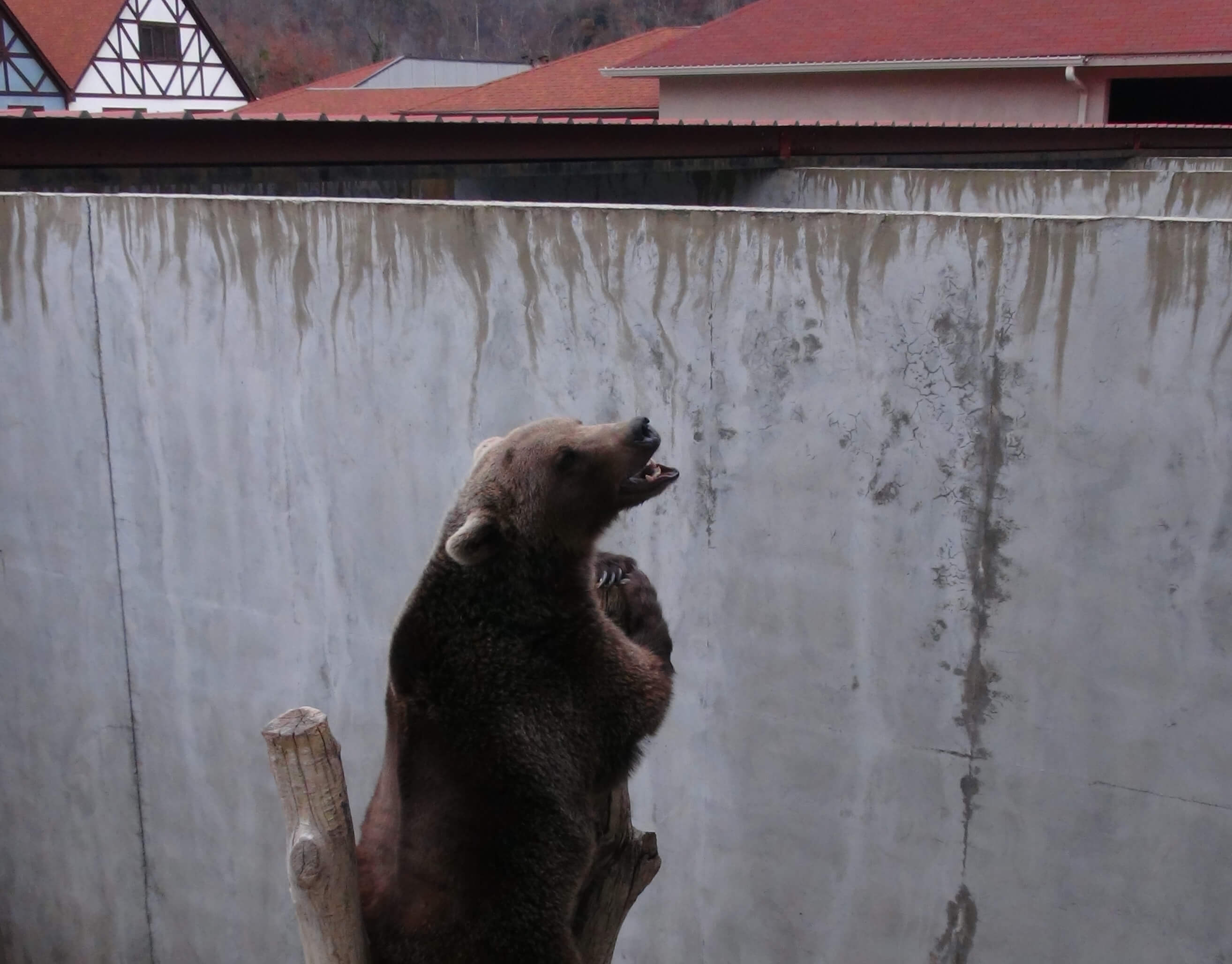 PETA Removes 17 Bears From Miserable Concrete Pits | PETA