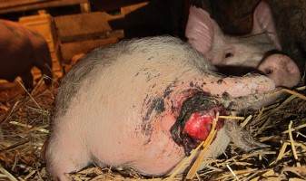 pig with protruding rectal tissue
