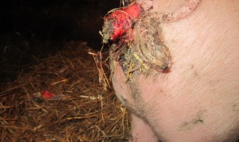 pig with rectal tissue protruding from her anus