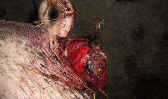 pig with protruded intestines