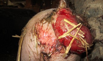 pig with prolapsed rectum