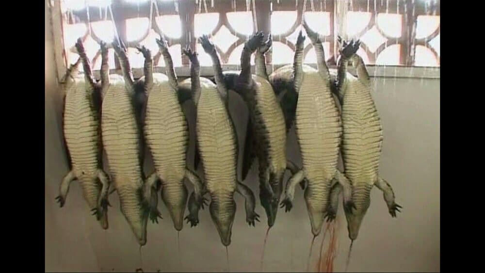 Exposed: Crocodiles and Alligators Factory-Farmed for Hermes