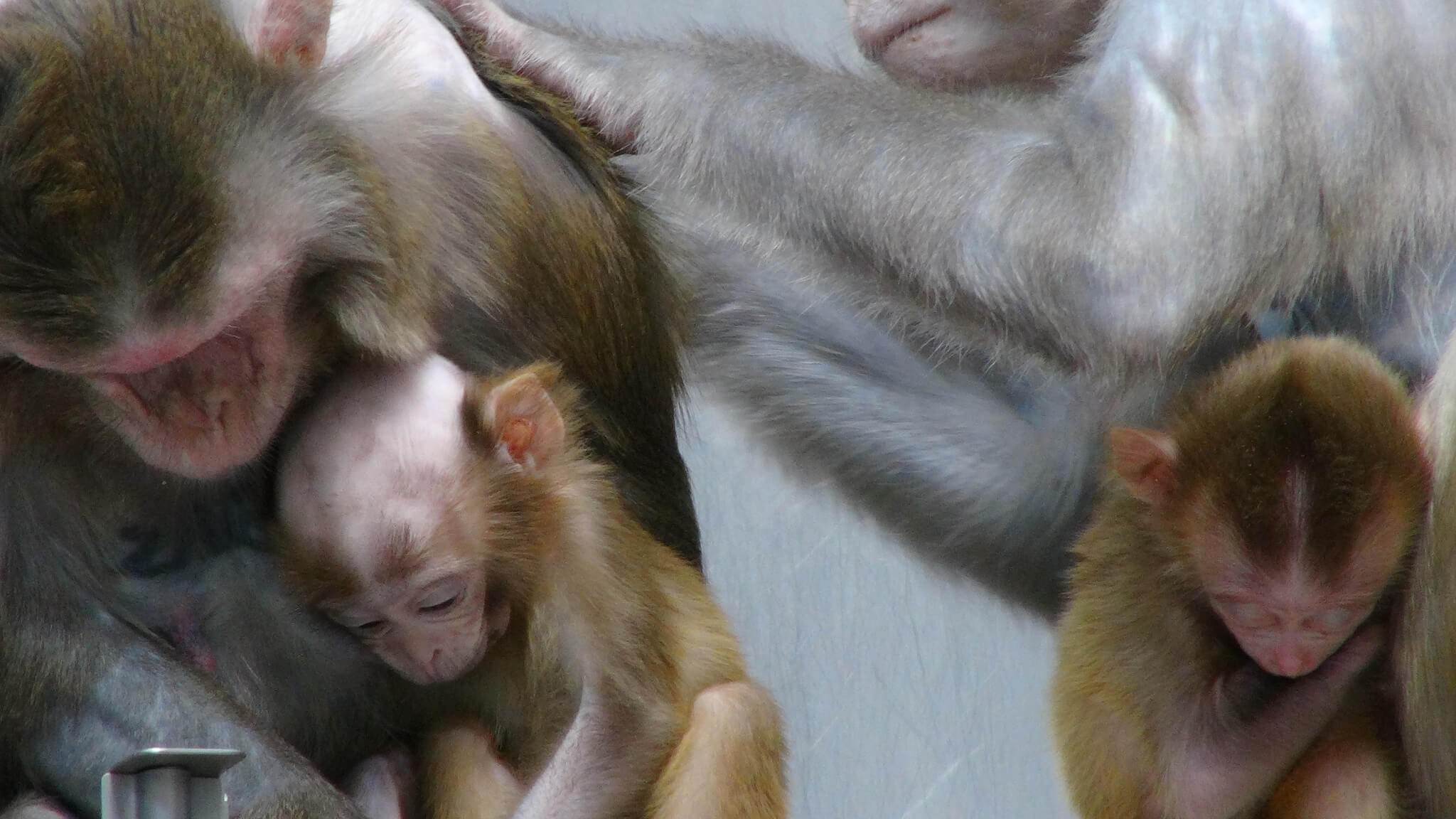 the baby monkey experiment