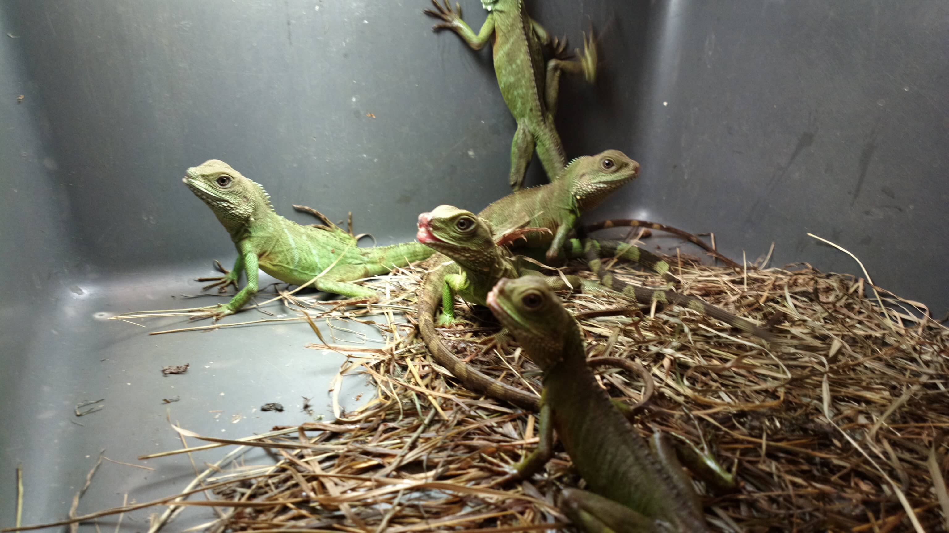 selling reptiles to pet stores