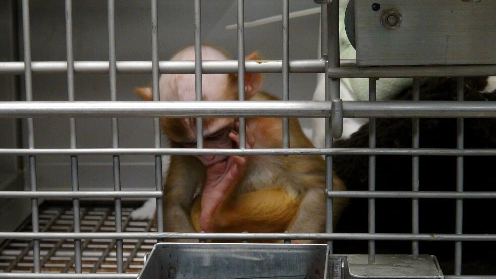 the baby monkey experiment
