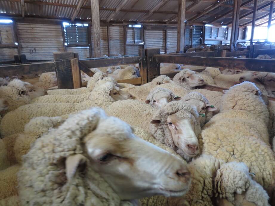 International Exposé: Sheep Killed, Punched, Stomped on, and Cut for Wool