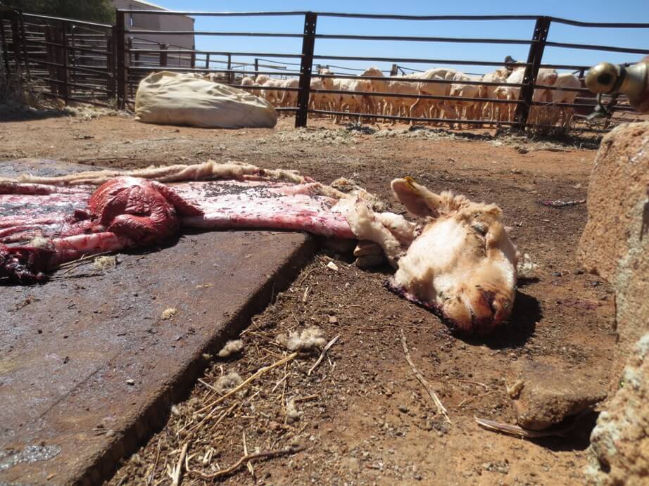 International Exposé: Sheep Killed, Punched, Stomped on, and Cut