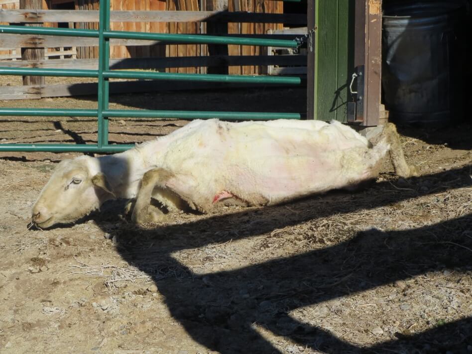 International Exposé: Sheep Killed, Punched, Stomped on, and Cut