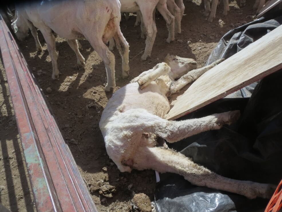 International Exposé: Sheep Killed, Punched, Stomped on, and Cut