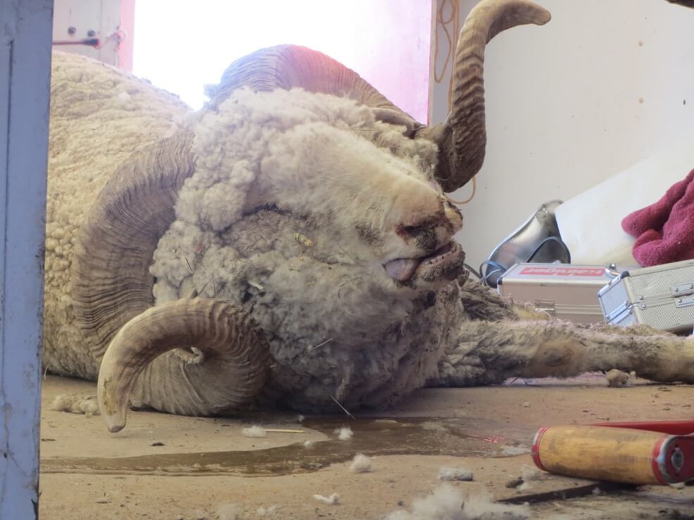 International Exposé: Sheep Killed, Punched, Stomped on, and Cut for Wool