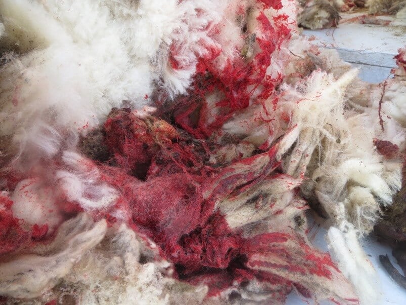International Exposé: Sheep Killed, Punched, Stomped on, and Cut