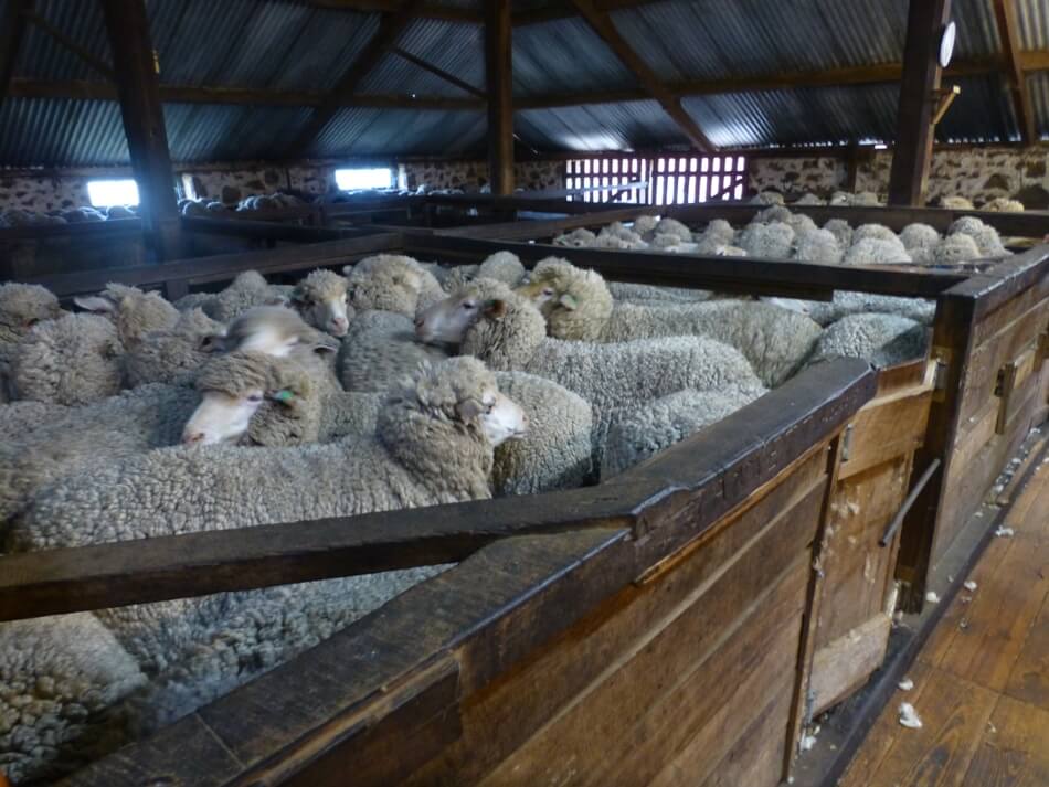 International Exposé: Sheep Killed, Punched, Stomped on, and Cut for Wool