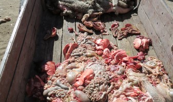 Patagonia's 'Sustainable Wool' Supplier: Lambs Skinned Alive