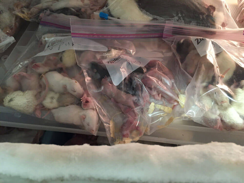 Animals Frozen Alive, Crudely Gassed at Petco, PetSmart Supplier