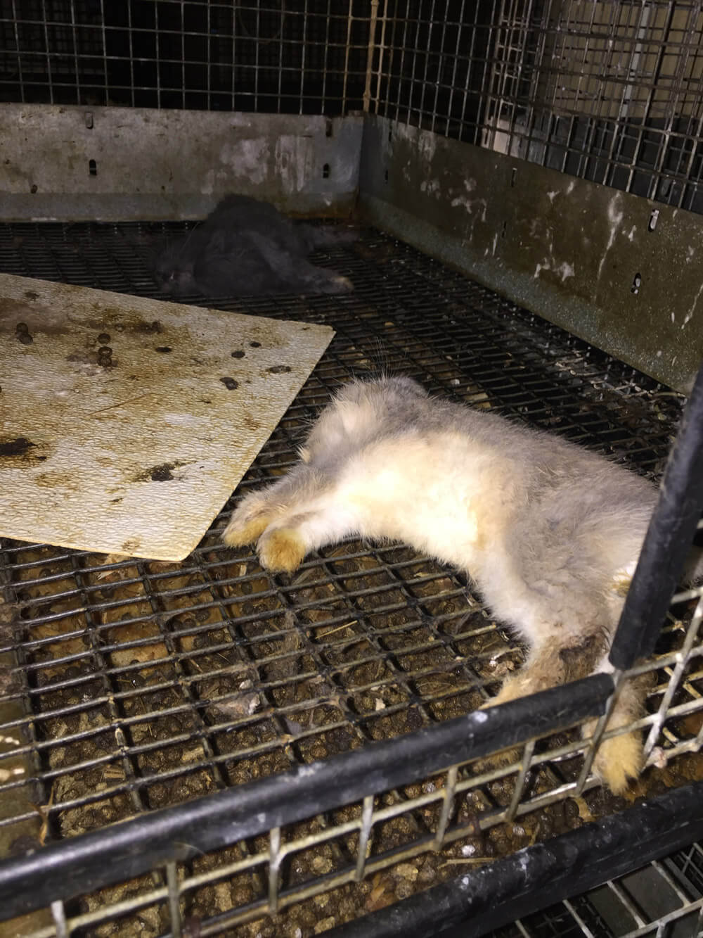 Animals Frozen Alive, Crudely Gassed at Petco, PetSmart Supplier