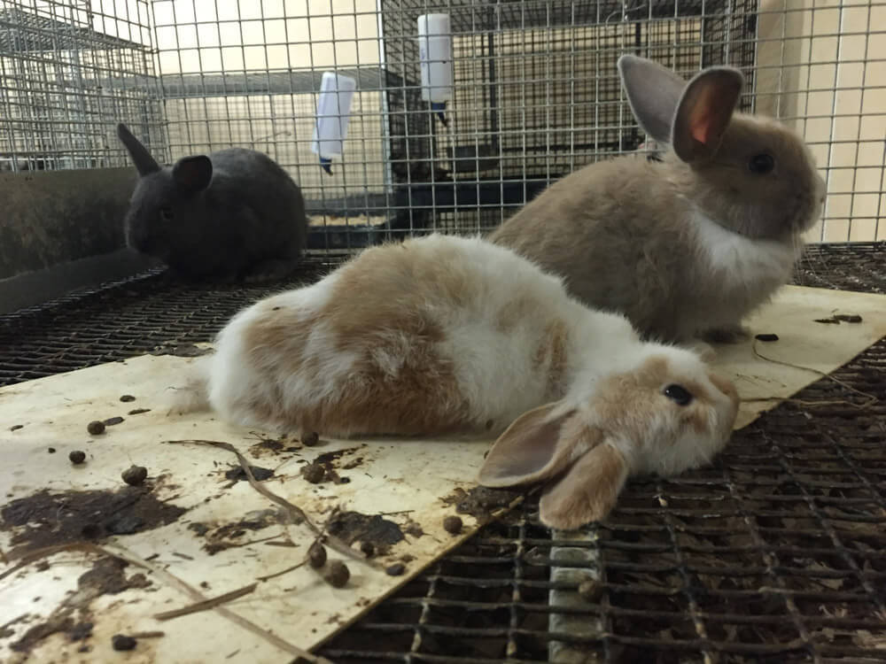 Animals Frozen Alive, Crudely Gassed at Petco, PetSmart Supplier