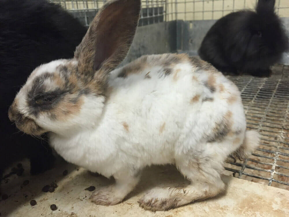 chinchilla for sale petco