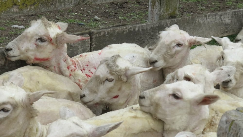 https://investigations.peta.org/wp-content/uploads/2016/03/ED-7-Sheep.jpg