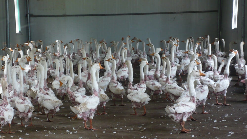 Geese after feathers plucked for down at a feather farm in China.