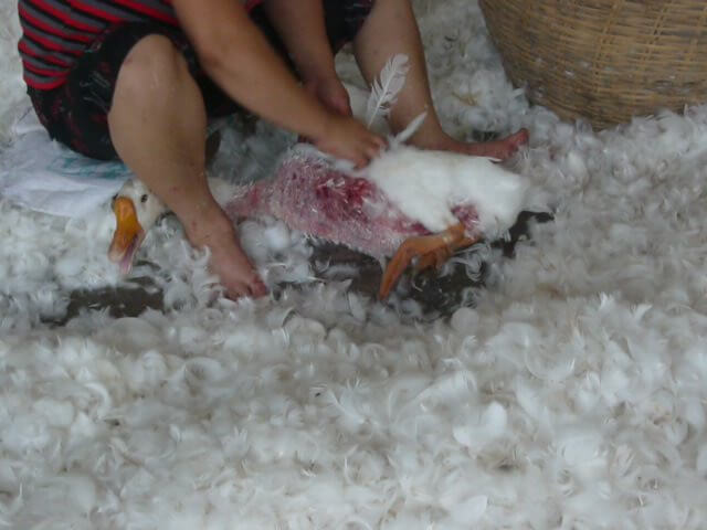 canada goose plucked alive