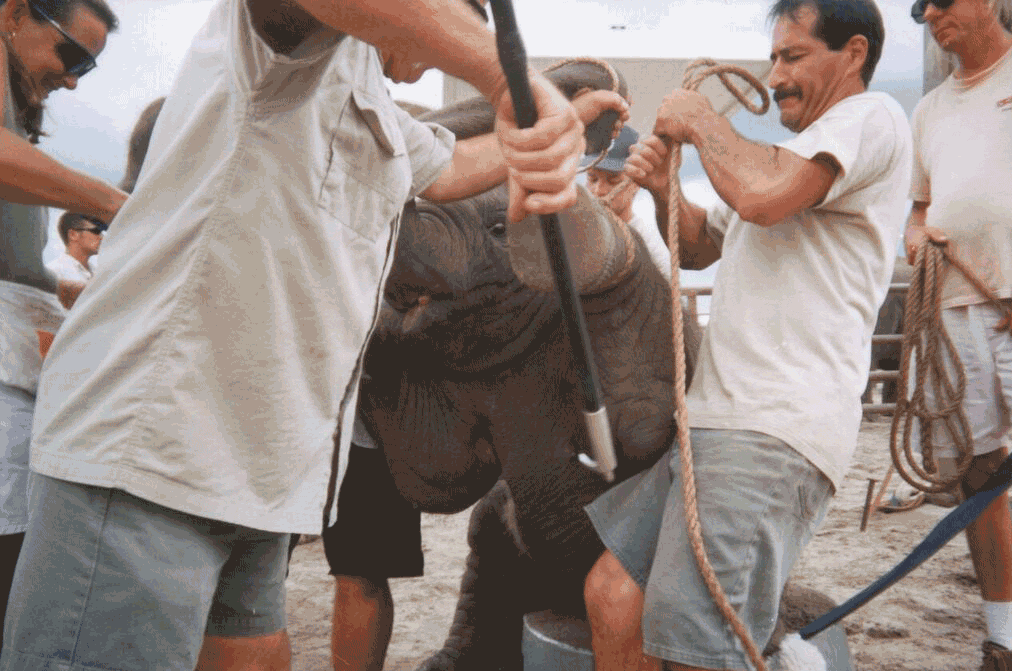 elephant trained for circus acts