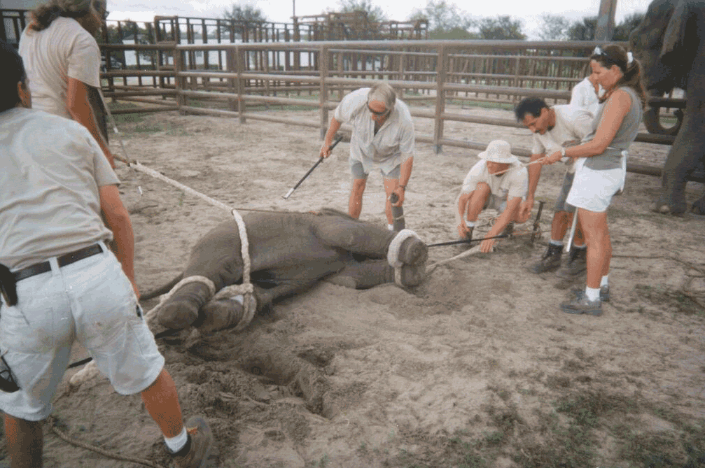 workers training elephant for circus acts