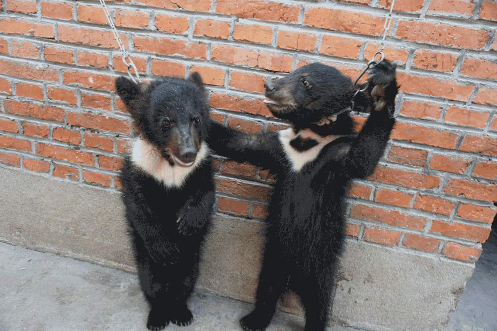 Bear Cubs, Lions Hit, Chained, and Deprived in the Chinese Circus Industry