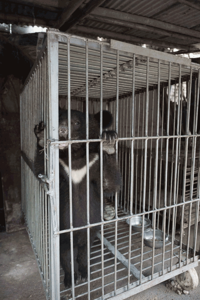 bear confined to cage