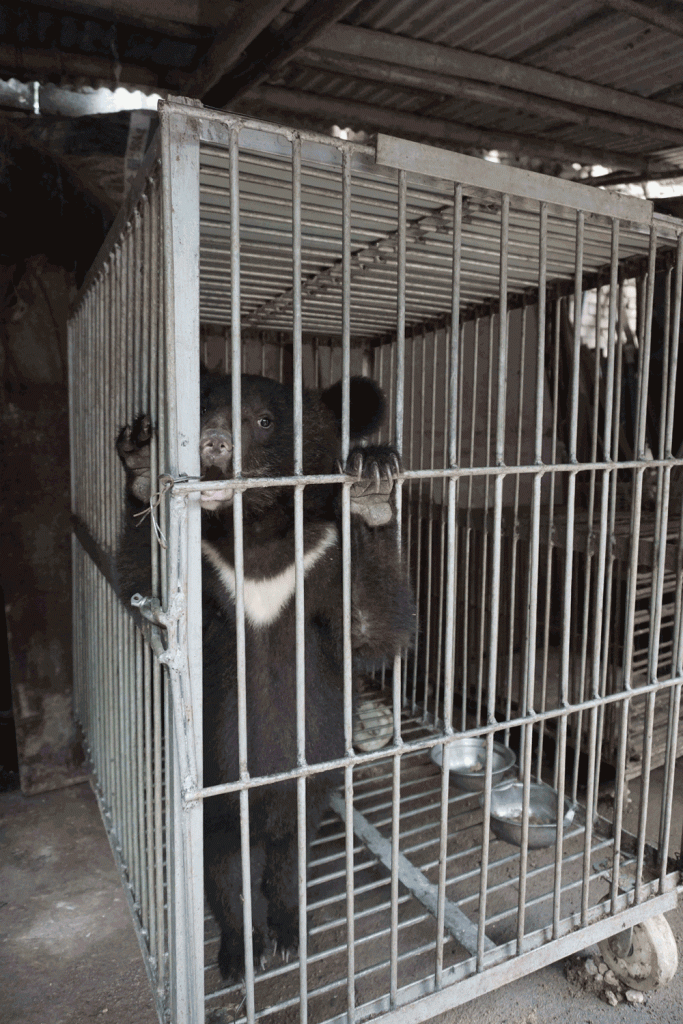 https://investigations.peta.org/wp-content/uploads/2016/04/bears-5-683x1024.gif