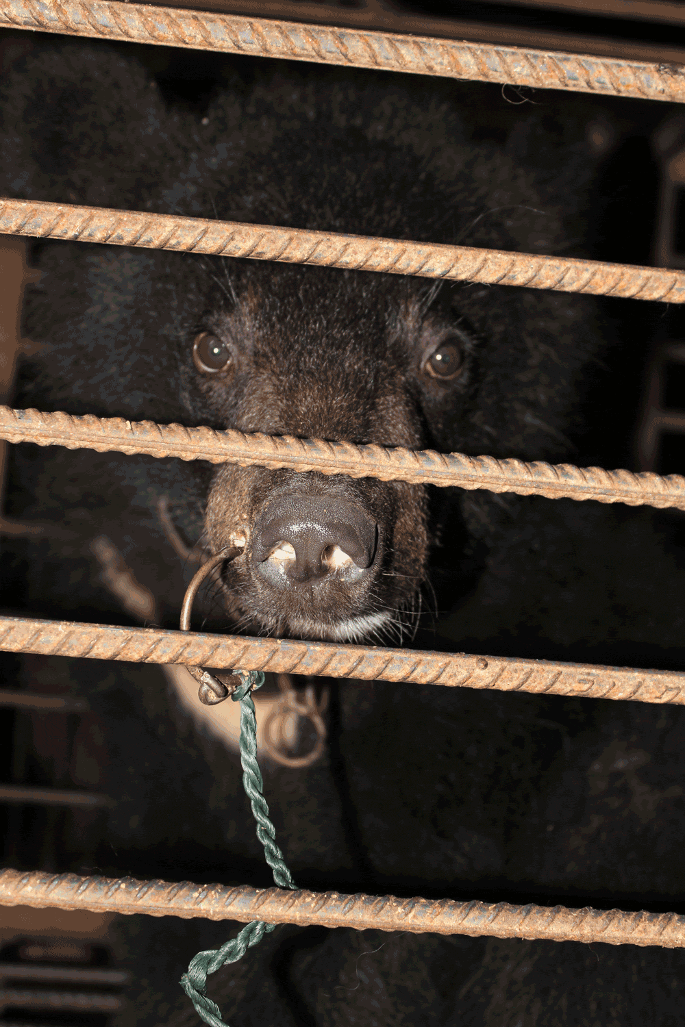 bear in cage in China