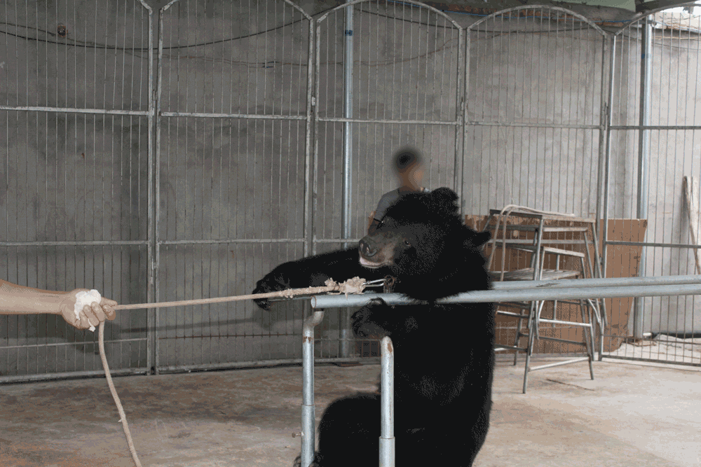 worker yanking bear by a rope around her neck