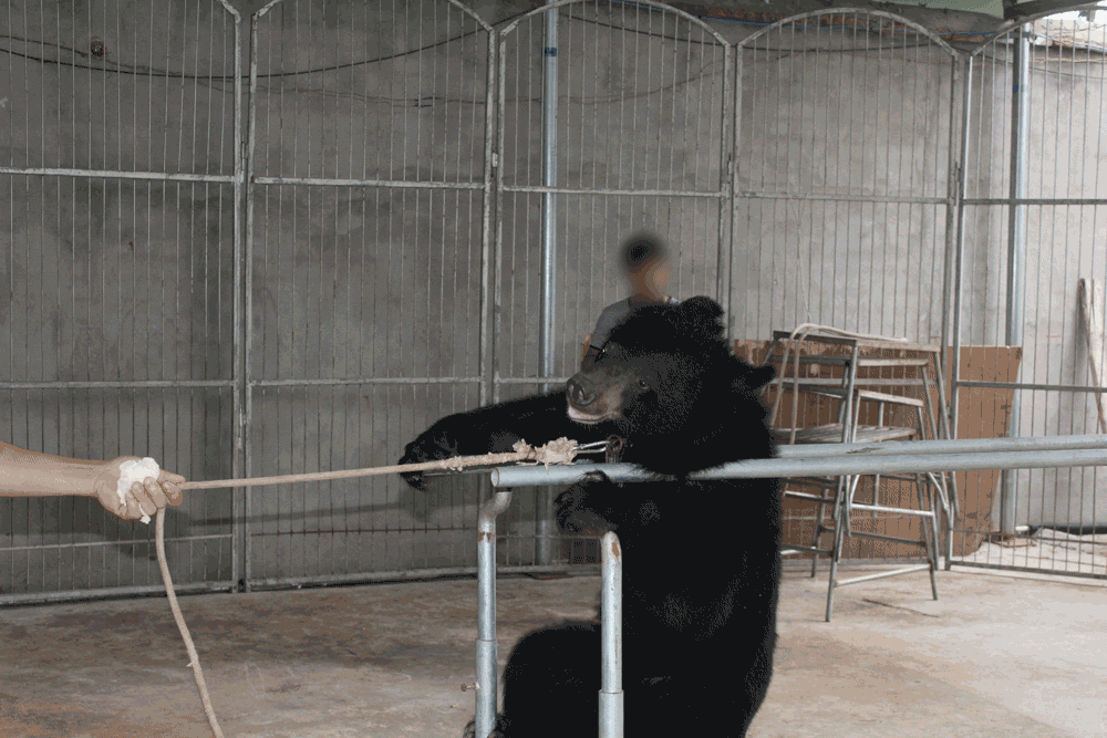 https://investigations.peta.org/wp-content/uploads/2016/04/bears-8.gif