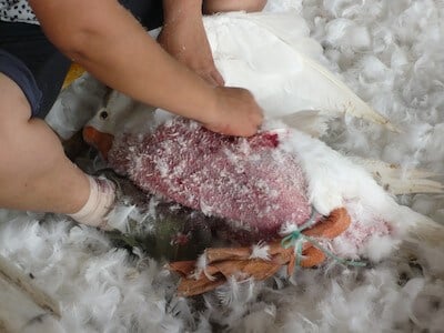 canada goose plucked alive