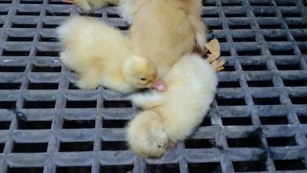 https://investigations.peta.org/wp-content/uploads/2016/05/14-Some-ducklings-like-this-one-died-just-a-few-hours-after-hatching.-.jpg