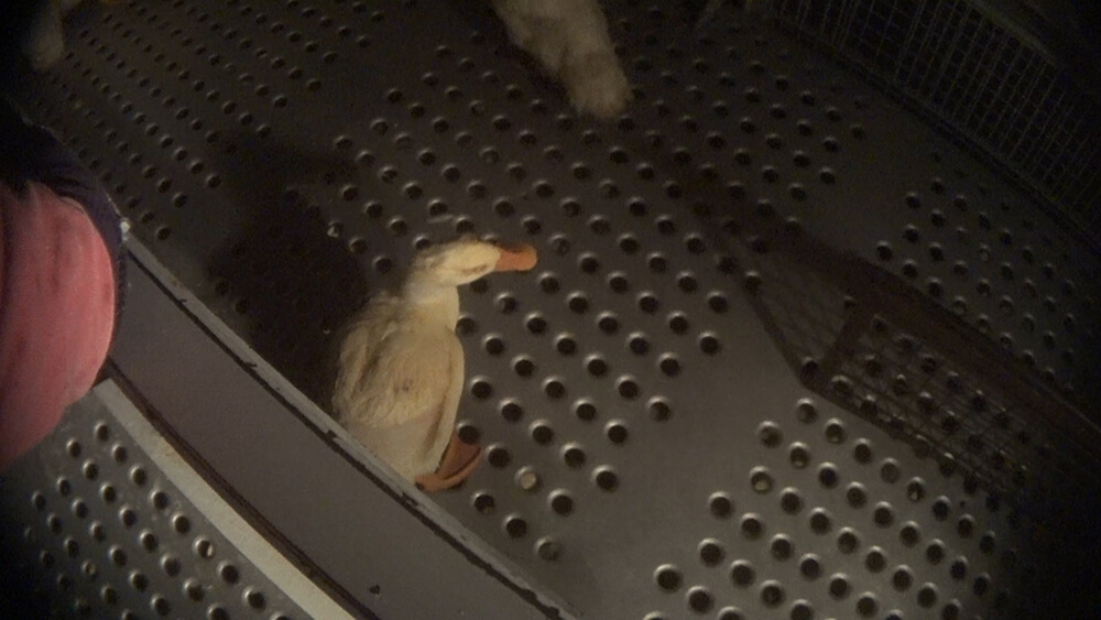 This duck, destined for slaughter, had mucus-covered eyes and appeared unable to see. This condition was common in the barns, and workers attributed it to high concentrations of ammonia.