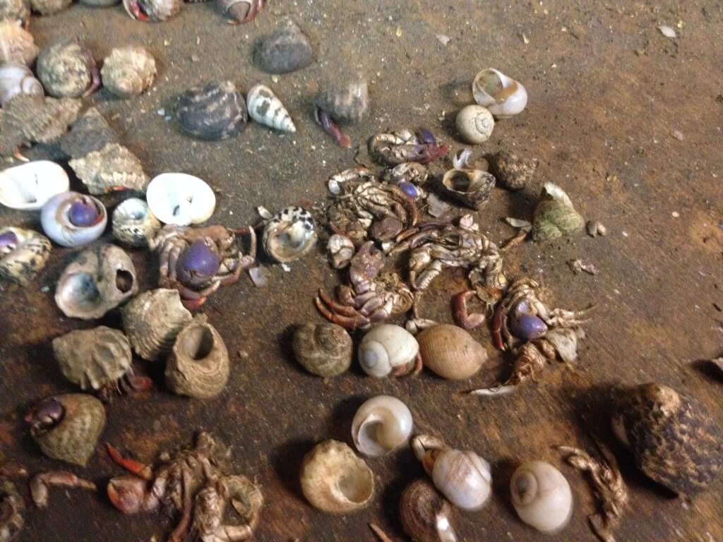 Exposed Live Hermit Crabs' Shells Crushed, Hundreds Dead at Pet Trade