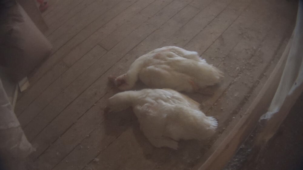 These ducks survived for at least 10 minutes after being slammed against a wall.
