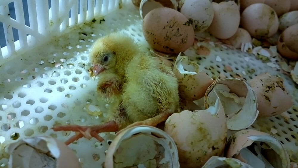 https://investigations.peta.org/wp-content/uploads/2016/06/2-Chicks-like-this-one-were-deprived-of-warmth-comfort-and-mothering..jpg