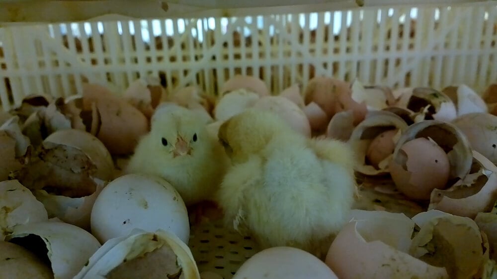 chicks and eggs