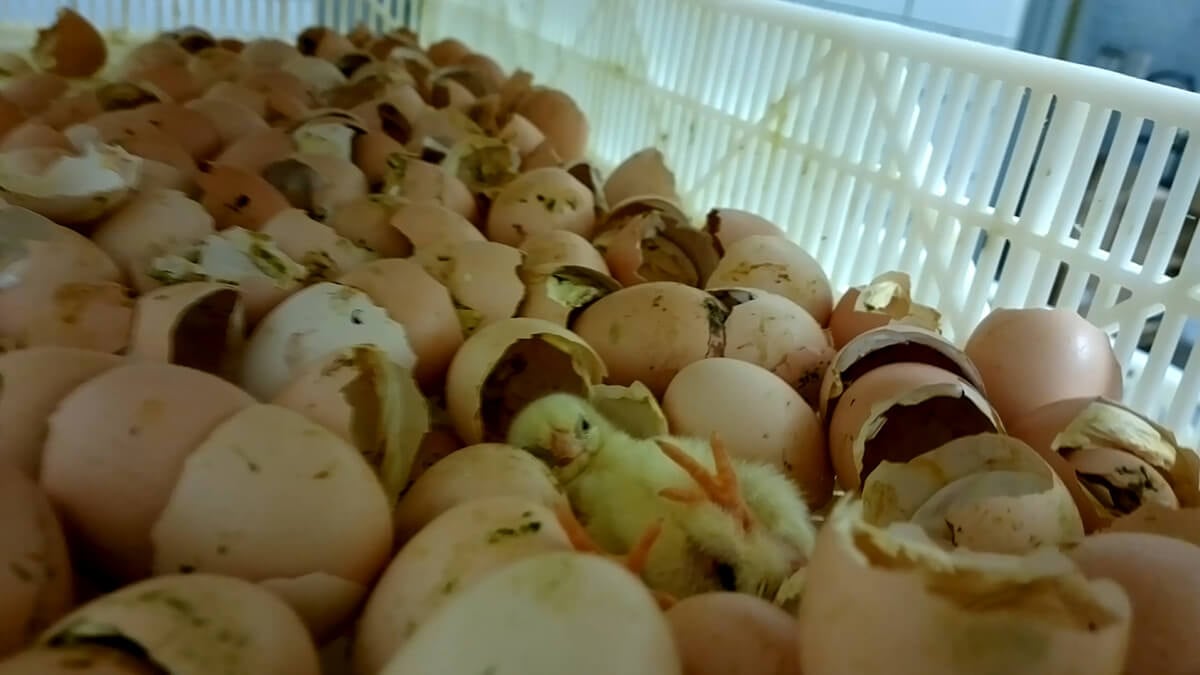 chick in pile of eggs