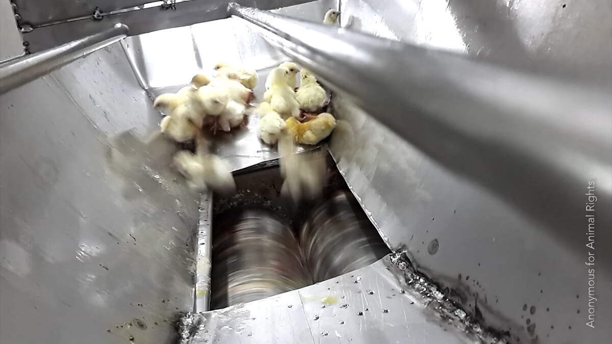 live chicks falling into macerator