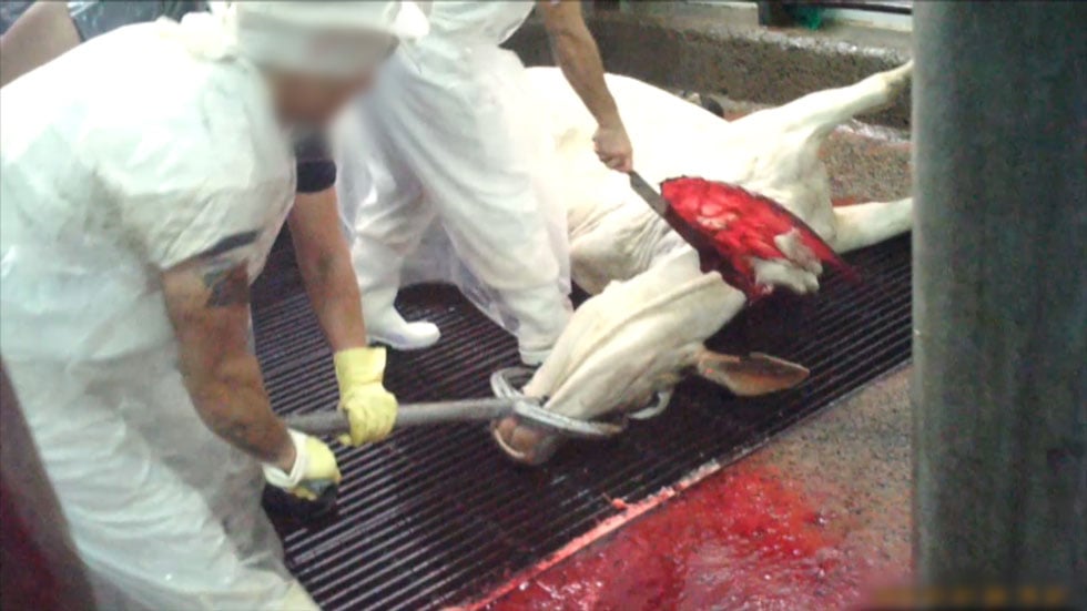 Workers restrained cows with a sharp tool called a "devil's fork" and by hooking them by the nose. After workers wrenched the cows' heads back, the slaughterer cut the throats of the completely conscious animals, causing their blood to spurt out.