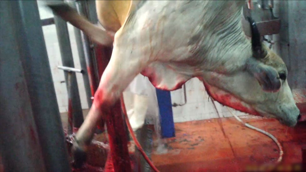 Peta Exposes The Truth Behind Kosher Slaughter