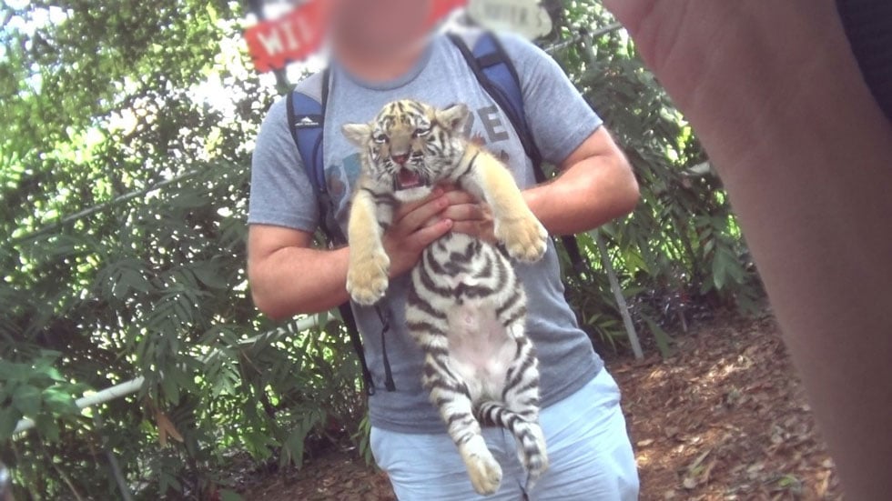 tiger cubs playing with cat