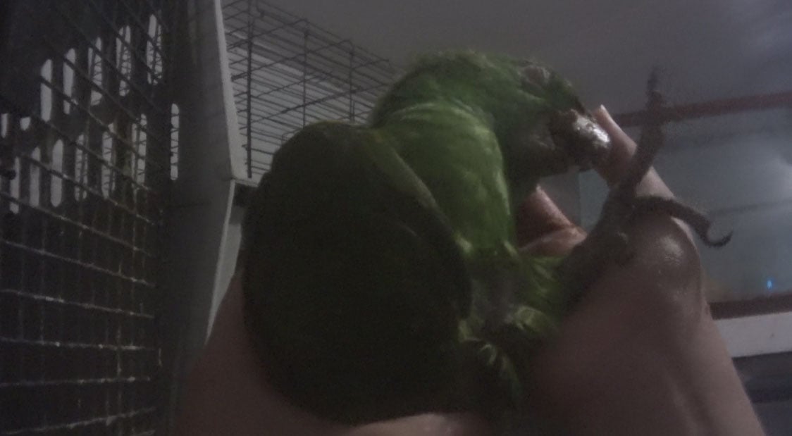 https://investigations.peta.org/wp-content/uploads/2016/10/Photo-24_Parrot-Dying.jpg