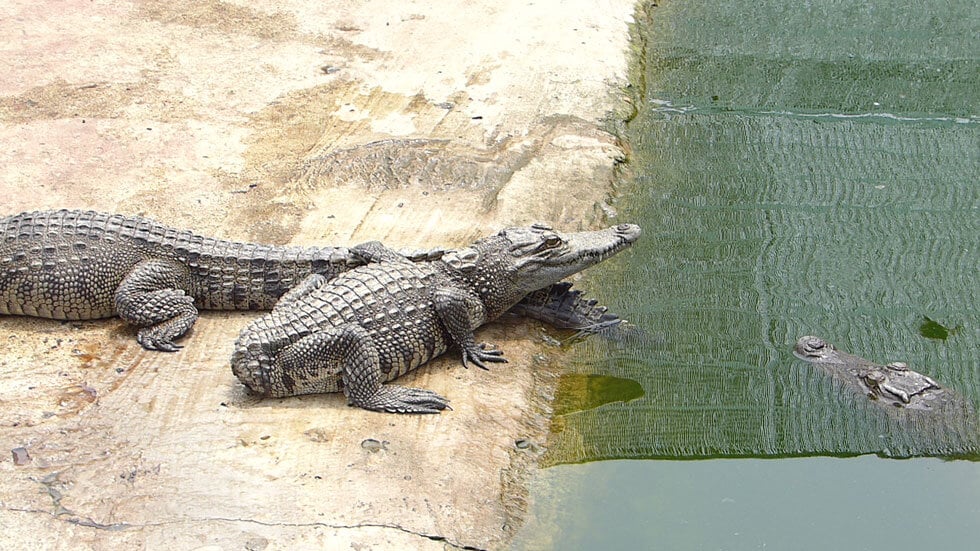 Australian customs destroy $19,000 Saint Laurent crocodile-skin handbag